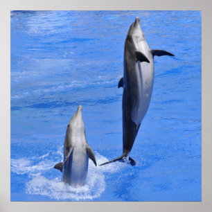 Pôster Dolphins jumping out of water