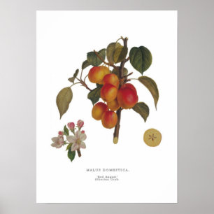 Pôster Domestica do Malus