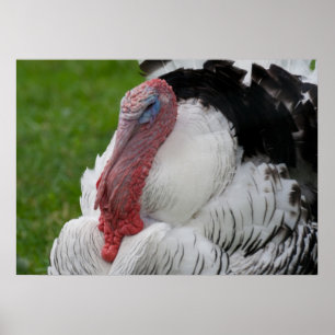 Poster Domesticated Turkey