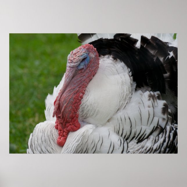 Poster Domesticated Turkey (Frente)
