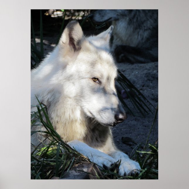 Pôster Don Juan Wolf (Frente)