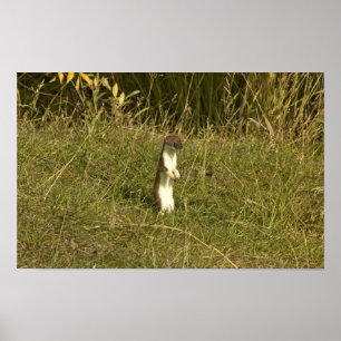 Poster Doninhas, Curto-atada