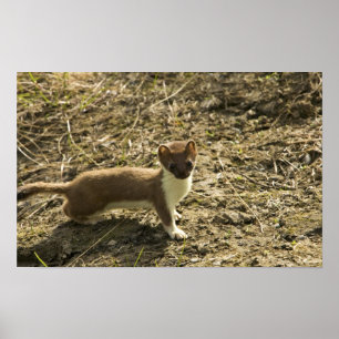 Poster Doninhas, Curto-atada