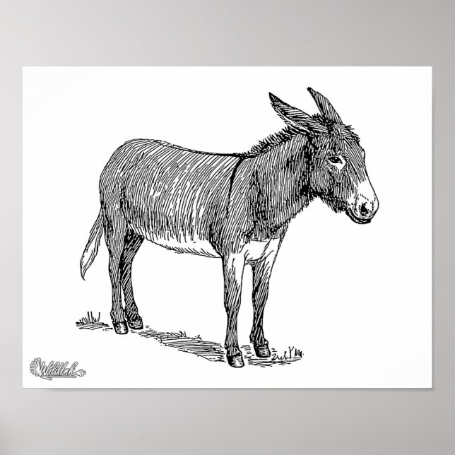 Poster Donkey (Frente)