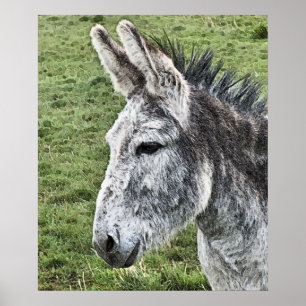 POSTER DONKEY