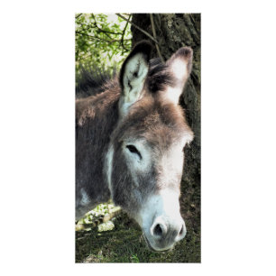 PÔSTER DONKEY