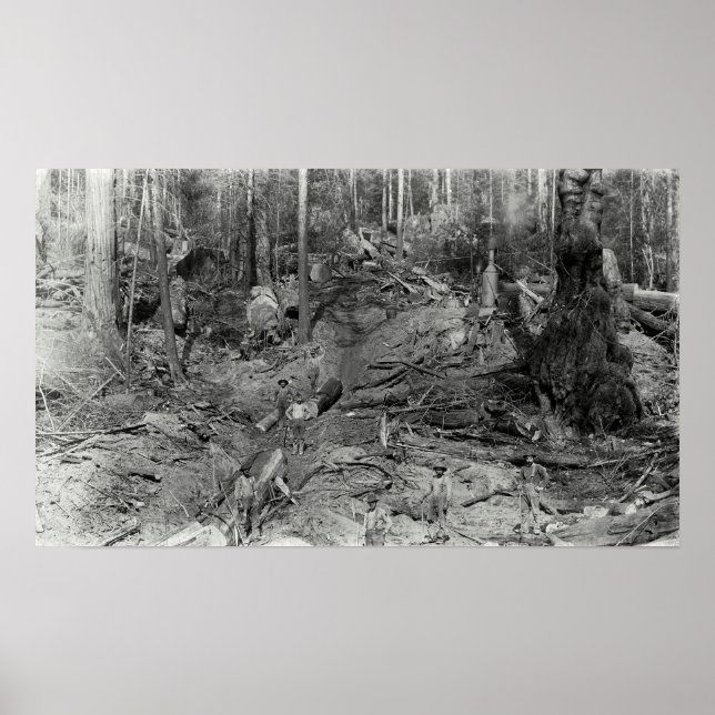 PÔSTER DONKEY A REGISTRAR UM COLO. 1880 (Frente)