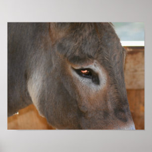 Poster Donkey acha que Fazenda animal