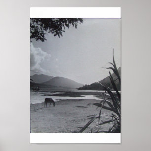 Poster Donkey em Shoreline, Ilha Achill, Irlanda, 1960