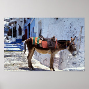 Pôster Donkey, Fira Santorini, Grécia