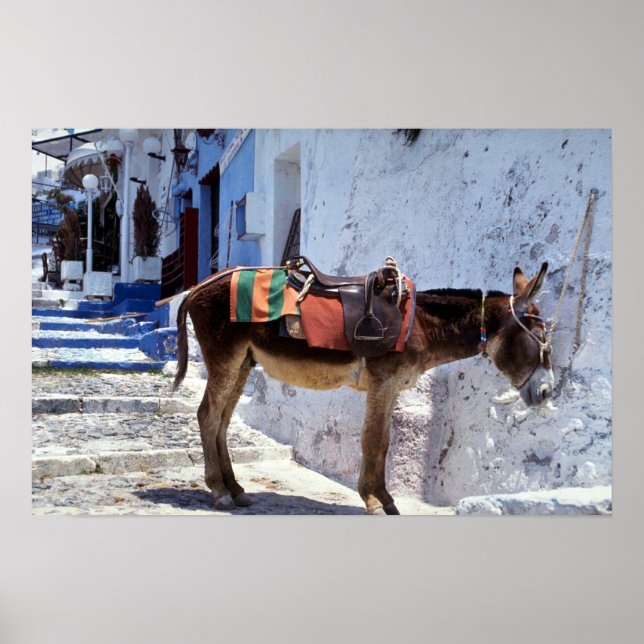 Pôster Donkey, Fira Santorini, Grécia (Frente)