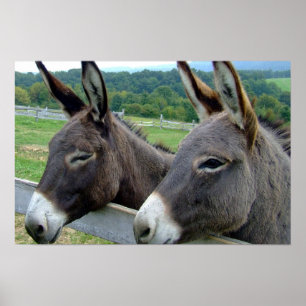 Pôster Donkey Mule Fazenda País Destino