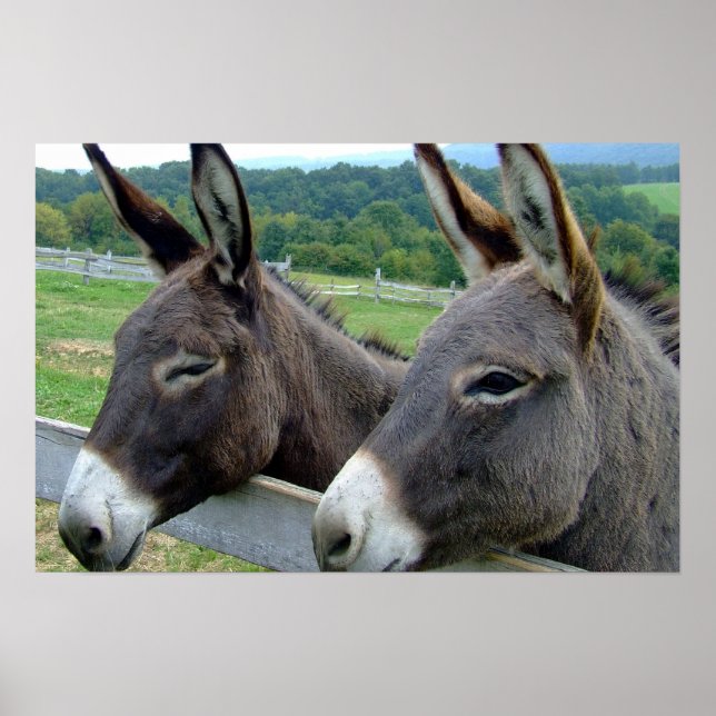 Pôster Donkey Mule Fazenda País Destino (Frente)