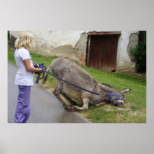 Poster Donkey relaxado (Frente)