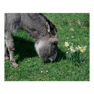 Pôster Donkeys Não Come Daffodils Selvagens