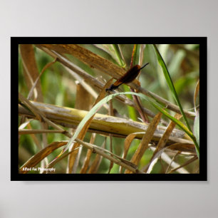 Poster Donzela Entre o Bambu