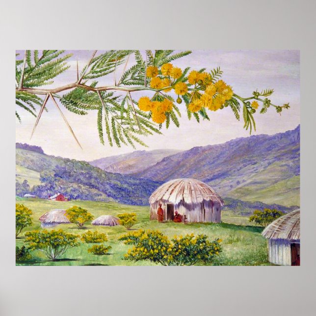 Poster Doornboom sul-africano e Fingo Huts (Frente)