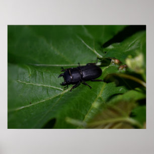 Poster Dorcus parallelipipedus , o escaravelho inferior