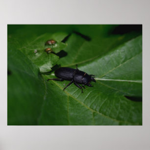 Poster Dorcus parallelipipedus , o escaravelho inferior