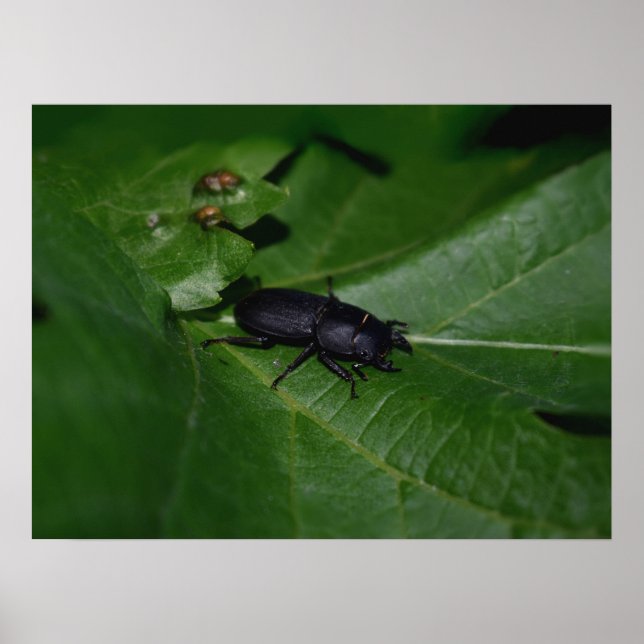 Poster Dorcus parallelipipedus , o escaravelho inferior (Frente)