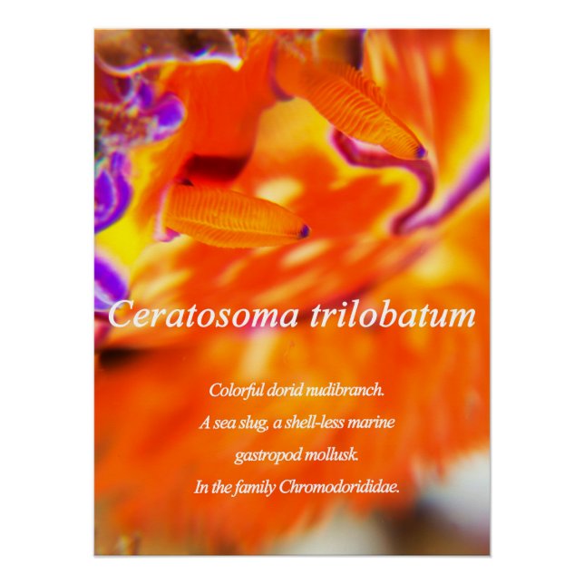 Pôster Dorid nudibranch colorido. (Frente)