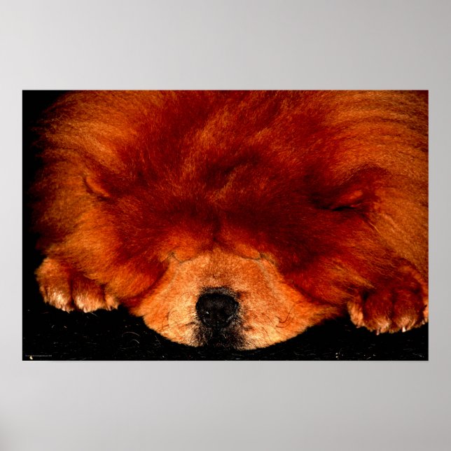 Poster Dormindo Chow Chow Wapcnm (Frente)
