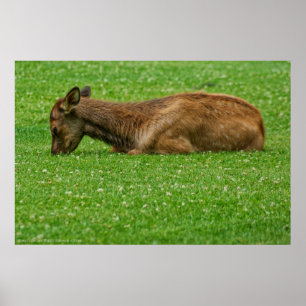 Poster Dormir Pequeno