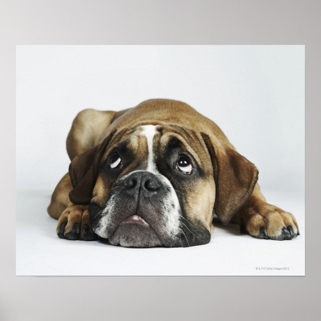 Pôster Dorset Old Tyme Bulldog (Frente)
