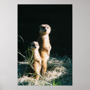Poster dos amigos de Meerkat