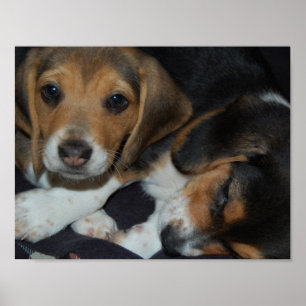 Poster dos Beagle Puppies