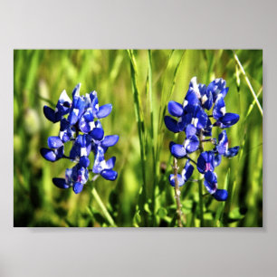 Poster dos Bluebonnets