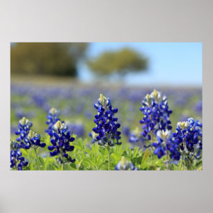 Poster dos Bluebonnets de Texas