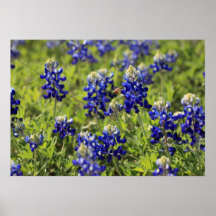 Poster dos Bluebonnets de Texas