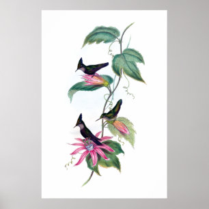 Poster dos colibris
