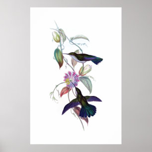 Poster dos colibris
