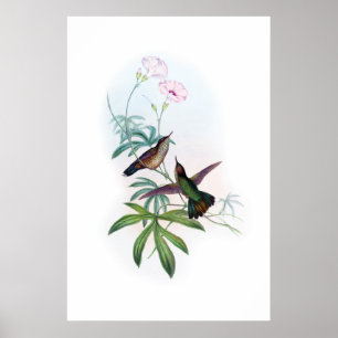 Poster dos colibris