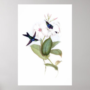 Poster dos colibris