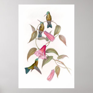 Poster dos colibris de Goulds