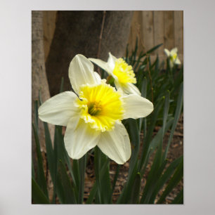 Poster dos Daffodils do primavera
