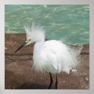 Poster dos Egrets nevado
