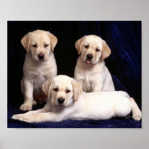 Poster dos filhotes de cachorro