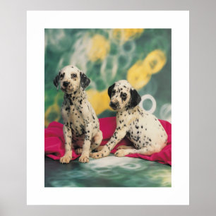Poster dos filhotes de cachorro de Dalmation