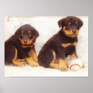 Poster dos filhotes de cachorro de Rottweiler