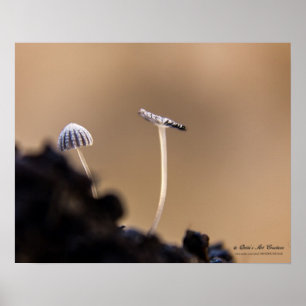 Poster dos fungos (Coprinus Plicatilis)