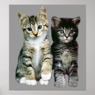 Poster dos gatinhos