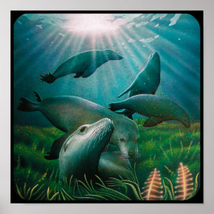 Poster dos leões de mar