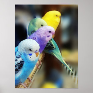 Poster dos Parakeets