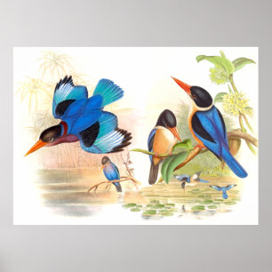 Poster dos pássaros do martinho pescatore de Goul