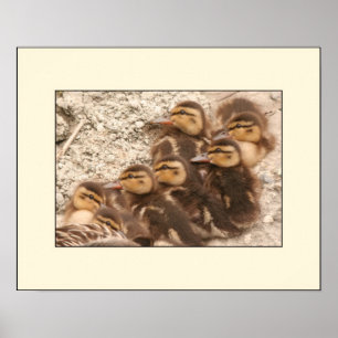 Poster dos patinhos