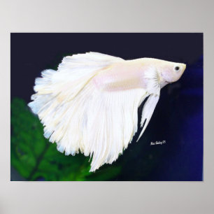 Poster dos peixes de Betta da platina